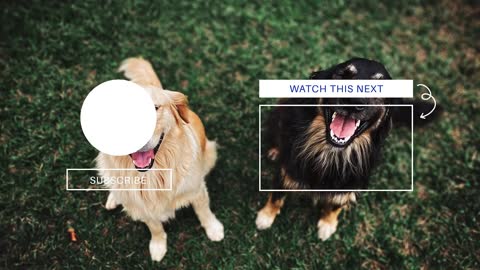 Bark At Your Dog To See Their Reaction | TikTok Challenge