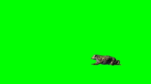 frog jumping green screen keying video