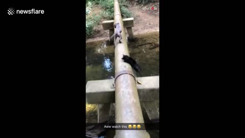 Hurry up! Impatient dog pushes pup into water as they cross over stream