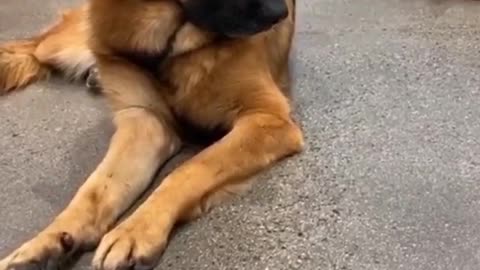 When mom promised she'd never get another puppy -Germen Shepherd