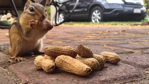Chipmunk with peanuts 🥜