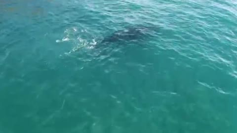 Encounter dolphins