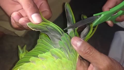 How To Trim Ring Neck Parrot chicks wings some easy tips in Urdu Hindi_p8