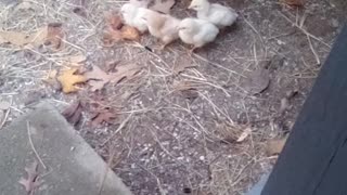 The baby chicks