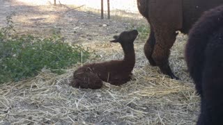 Baby Alpaca Takes First Steps