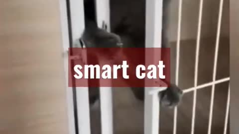 Smart cat