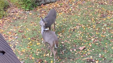NW NC at The Treehouse 🌳 Deer / Buck 🦌 Lady gives Scamp a thorough cleaning