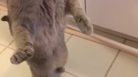 The cat on hind legs