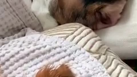 Three dogs and cat asleep on couch