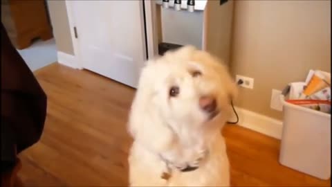 Funny Dog