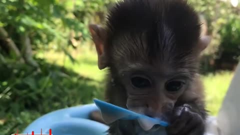 Baby monkey cute eating video #babymonkey