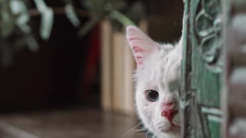 Funny Cats/most beautiful Cats 2023 /4k HD Video 🐈