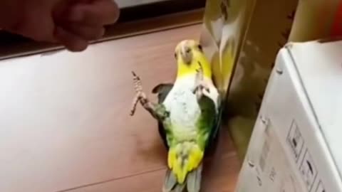 cutest bird funny video