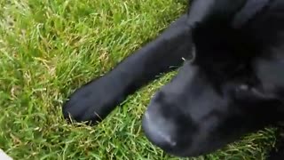 Black dog scared of bunny statue figurine on lawn