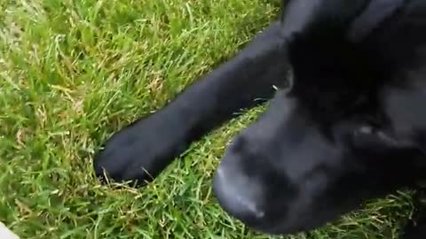 Black dog scared of bunny statue figurine on lawn
