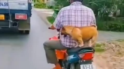 cats and dogs funny videos| funny videos