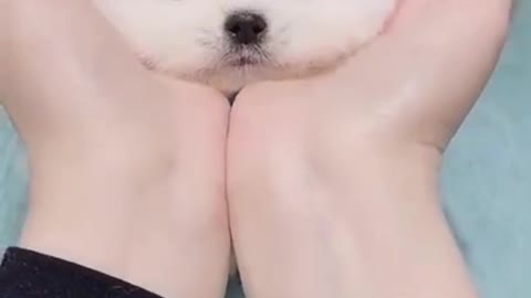 Cute Puppy || cutest puppy in the world