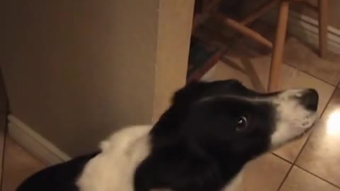 This dog learned to say '' hello''