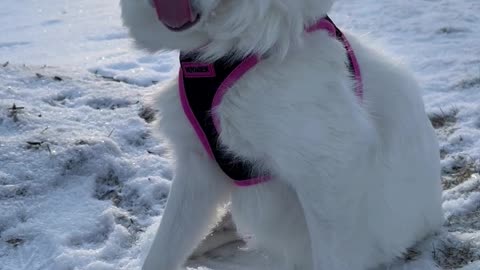 American eskimo dog cute domestic dog #shorts