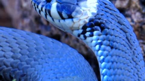 Terrifying! Two Brothers Catch Big Snake on The Road While Going Fishing