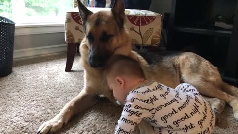 Sweet baby simply mesmerized by German Shepherd