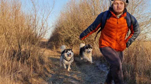 Siberian Huskies Running In The Pathway