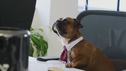 Dog Puppy Tie Job Office - So Funny