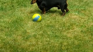 Peanut Practicing Soccer