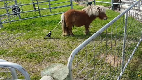Patient Pony Lets Magpie Take Tail to Build a Nest