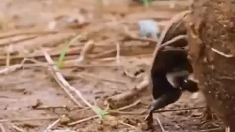 Dung Beetle Rolling Over Frogs