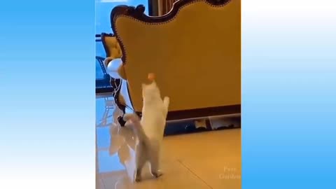Latest viral video of funny cats | Latest viral video 2022