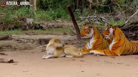 Assustando CACHORRO com TIGRE de pelucia 😱😆 | Fake Tiger vs Real Dogs Prank Very Funny