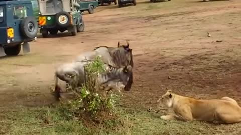 Male Lion Shows Lioness How to Hunt Wildebeest