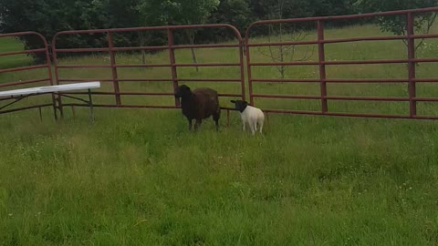 Sheep itching butt