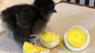 Baby Bird Munches on Hard-Boiled Egg