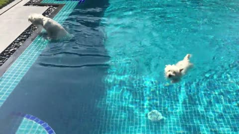 Westie sister swimming