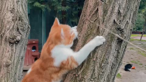Playing With A Cat While It Trying To Climb On A Tree