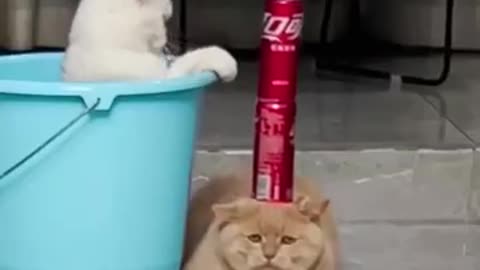 #Funny cats video 😁🐈##