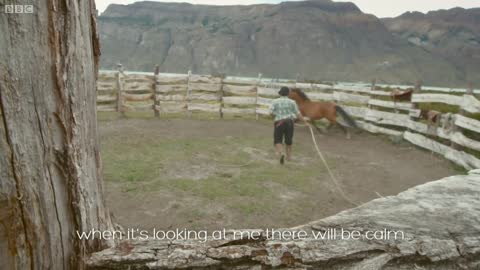 Wild Patagonian Horse Is Masterfully Tamed | Wild Patagonia | BBC Earth