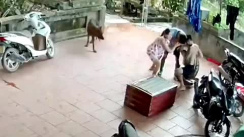 The snake jumps out of the box and attacks the man
