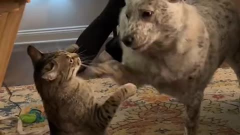 Try not laugh Best 🤣 funny videos memes .funny cats and Doges New funniest Viral #viral #mrmes