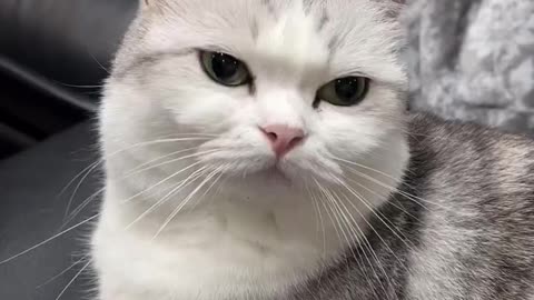 Beautiful cat 🐈 trending video