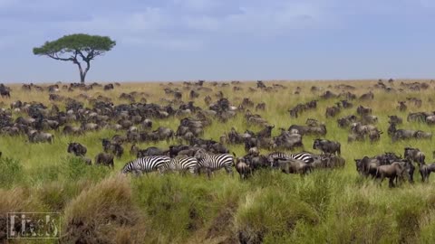 ANIMAUX SAUVAGES - Océan, jungle, milieu naturel - Vidéo HD