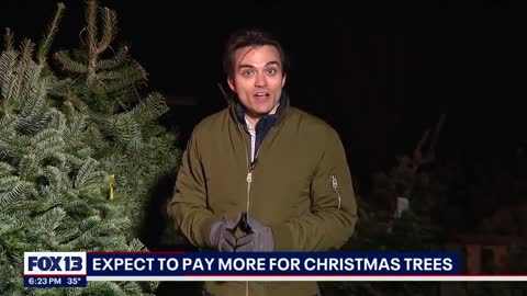 Expect to pay more for Christmas trees this year FOX 13 Seattle