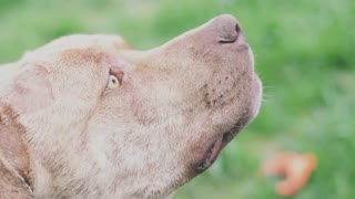 Pit Bull Shot in the Head and Left For Dead Miraculously Survives