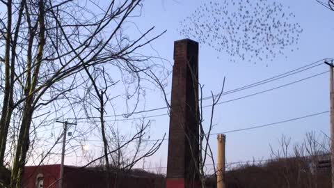 Flock Flies into Chimney