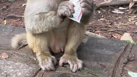 A monkey with a habit of cleanliness