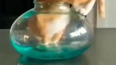 Cat Funny. Video. Cute cat cut