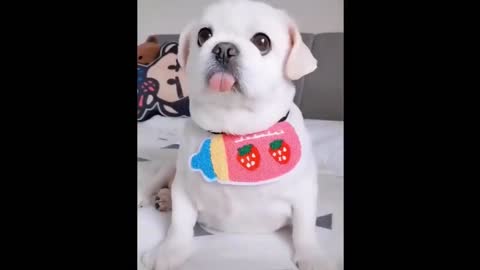 Naughty and cute little flower dog