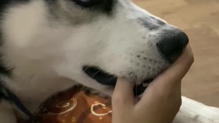 nothing out of the ordinary, just my husky chewing on my hand